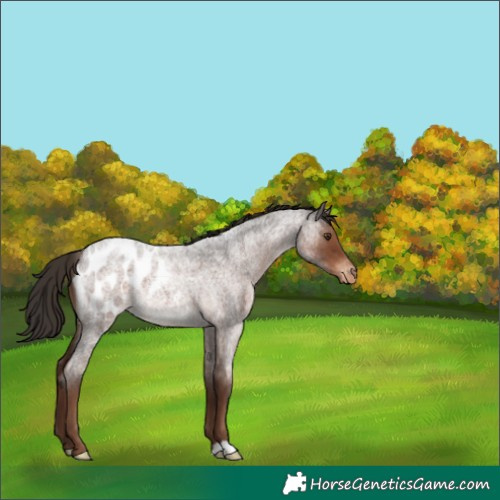 Horse Color:Liver Red Roan Appaloosa Rabicano