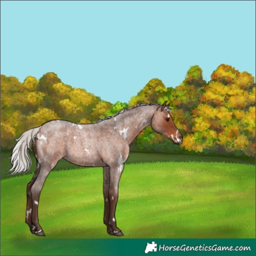 Horse Color:White Spotted Silver Bay Roan 