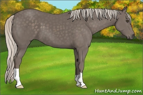 Horse Color:Unknown 