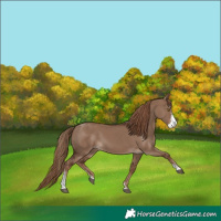 Horse Color:Liver Red Dun Sabino Rabicano 