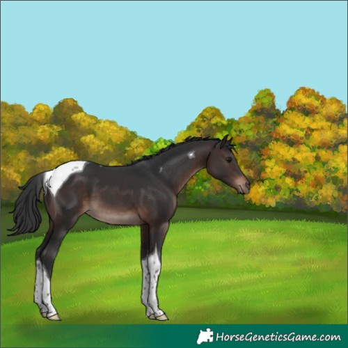 Horse Color:Bay Mushroom Tobiano 
