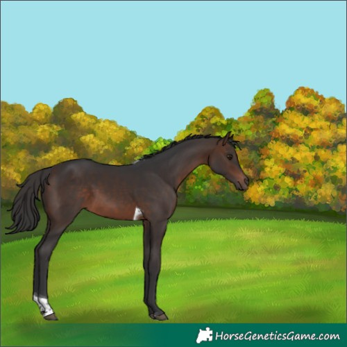 Horse Color:Bay Tobiano 