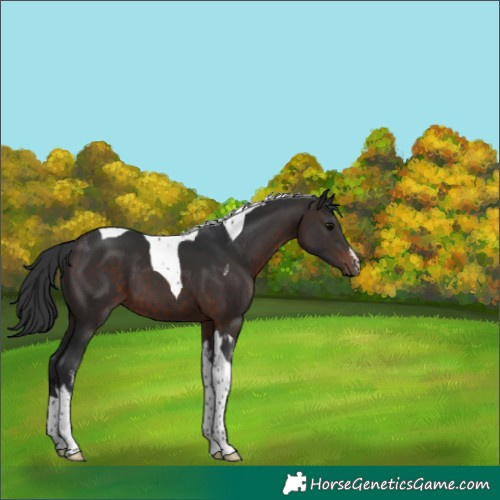 Horse Color:White Spotted Brown Tobiano 