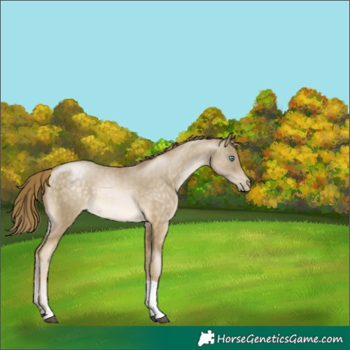 Horse Color:Buckskin Pearl Tobiano 