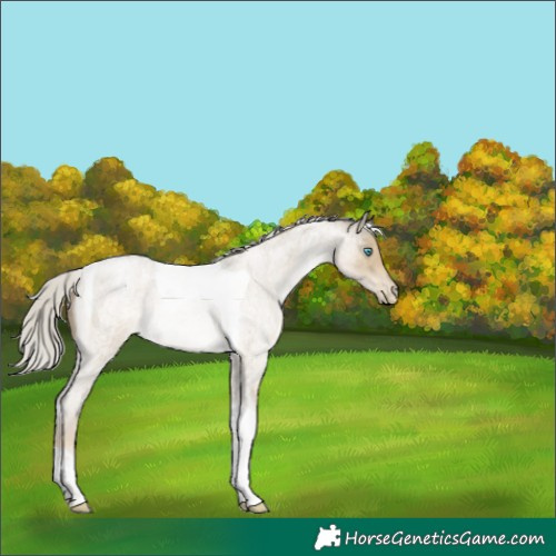 Horse Color:Silver Buckskin Roan Pearl Tobiano