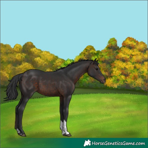 Horse Color:Brown Tobiano 