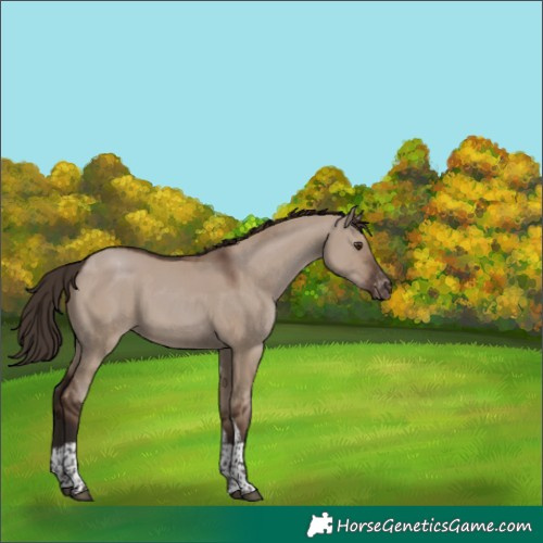 Horse Color:Liver Red Dun Tobiano Appaloosa 