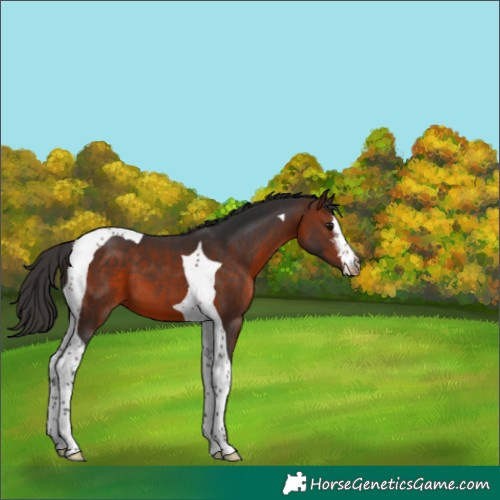 Horse Color:White Spotted Bay Tobiano 