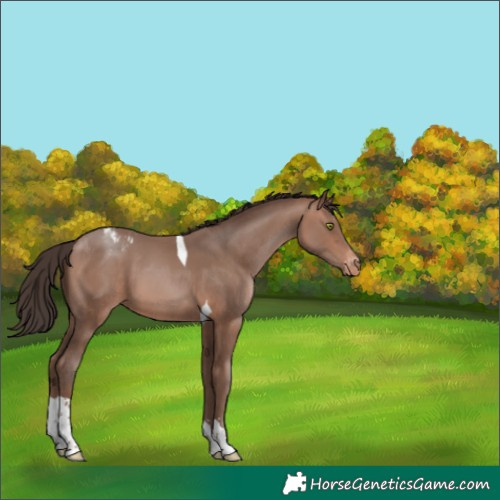 Horse Color:Amber Champagne Tobiano Appaloosa 