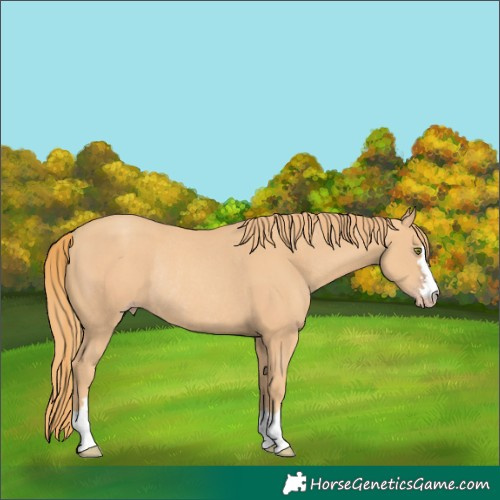 Horse Color:Gold Champagne Rabicano 