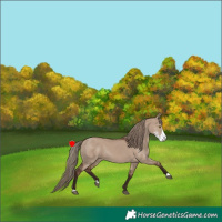Horse Color:Liver Red Dun Sabino Rabicano 