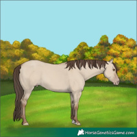 Horse Color:Classic Champagne Dun 