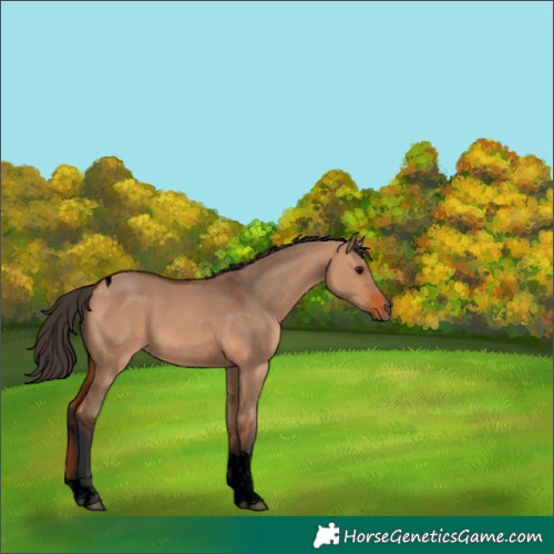 Horse Color:Void Bay Dun Tobiano 