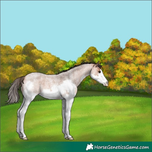 Horse Color:White Spotted Bay Roan Splash 