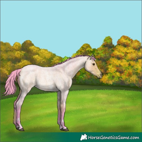 Horse Color:Watercolor Buckskin Roan Dun Sabino 