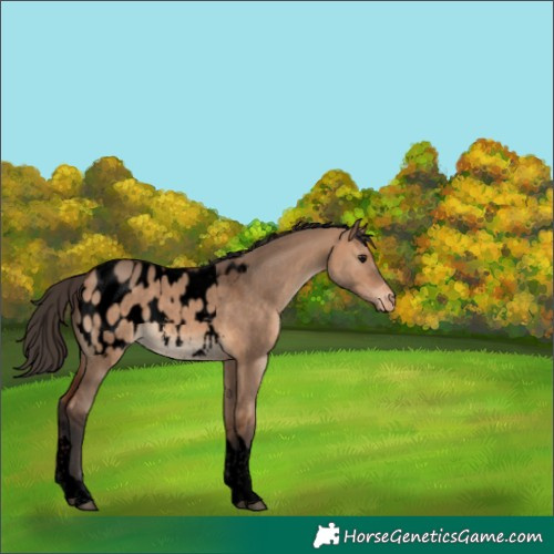 Horse Color:Void Bay Dun Tobiano Appaloosa 