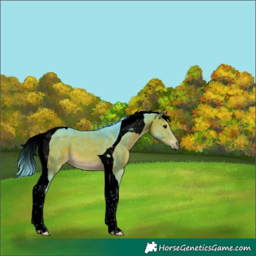 Horse Color:Void Watercolor Bay Tobiano 
