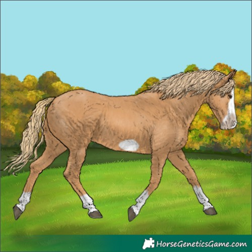 Horse Color:Chestnut Splash Frame 