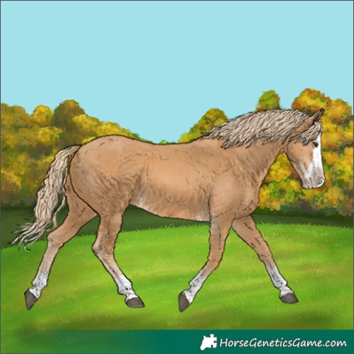 Horse Color:Chestnut Splash Frame 