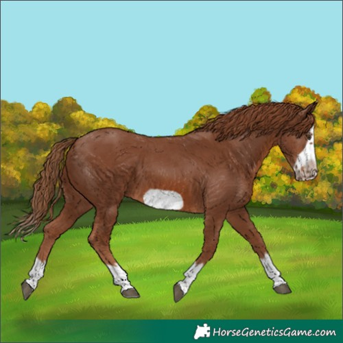 Horse Color:Chestnut Splash Frame 