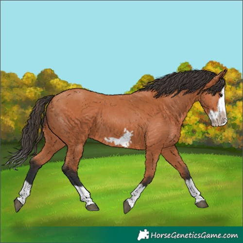 Horse Color:Bay Splash Frame 