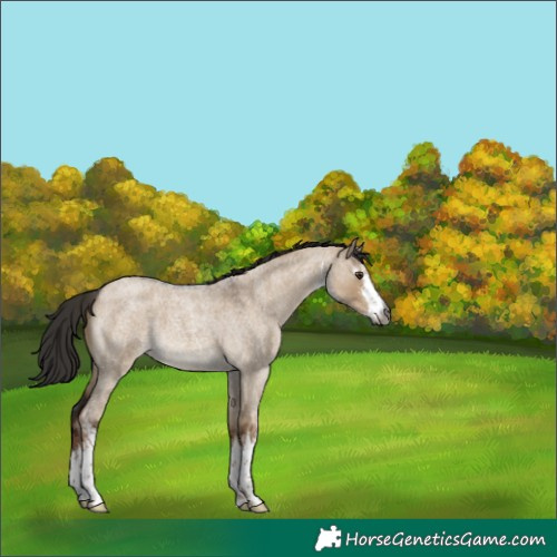 Horse Color:Gray White Spotted Liver Red Dun Roan