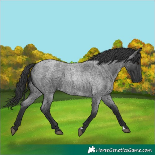 Horse Color:Blue Roan 
