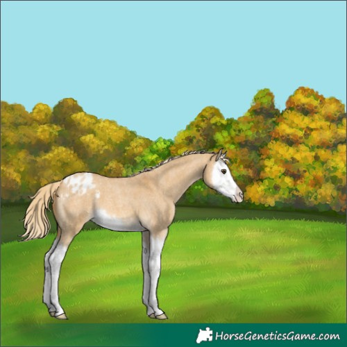 Horse Color:Palomino Roan Dun Splash Appaloosa 