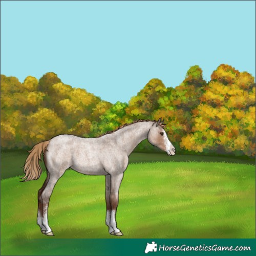 Horse Color:Liver Red Dun Roan Sabino Appaloosa 
