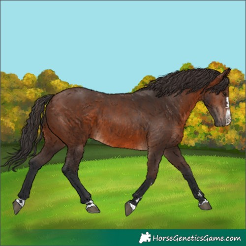 Horse Color:Brown 