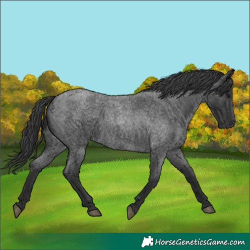 Horse Color:Blue Roan 