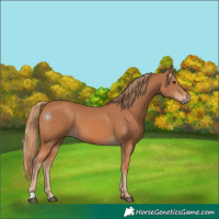 Horse Color:Chestnut 