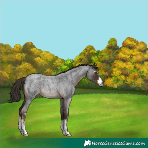 Horse Color:Gray White Spotted Liver Red Roan 