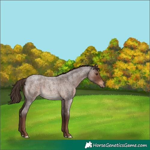 Horse Color:Liver Red Roan 