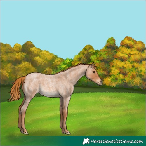 Horse Color:Red Roan 