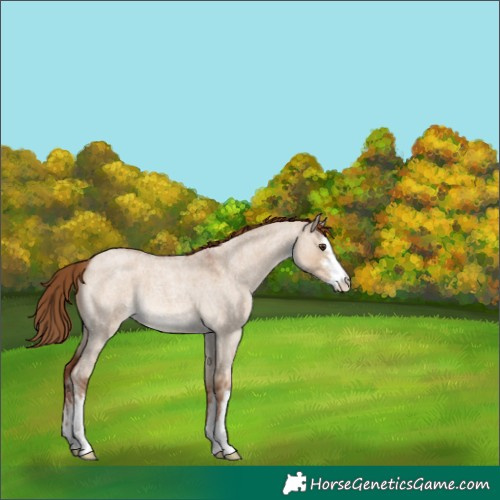 Horse Color:White Spotted Red Dun Roan