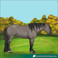 Horse Color:Grullo 