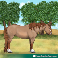 Horse Color:Red Dun