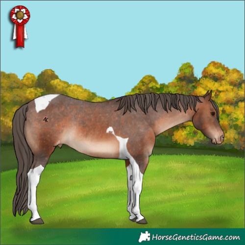 Horse Color:Brown Tobiano Appaloosa Rabicano 