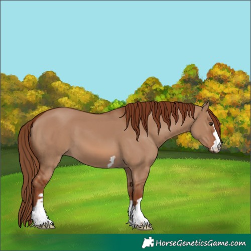 Horse Color:Red Dun 