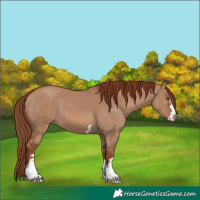 Horse Color:Red Dun