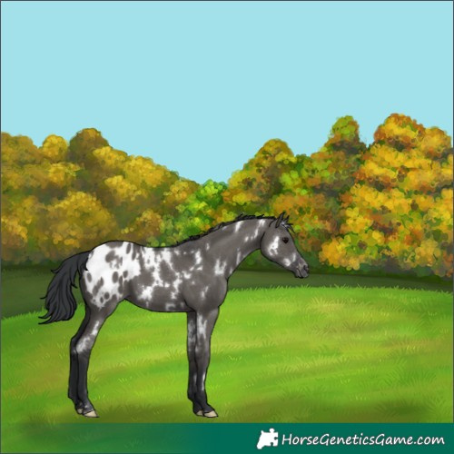 Horse Color:White Spotted Grullo Appaloosa 