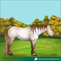 Horse Color:Gray Red Dun 