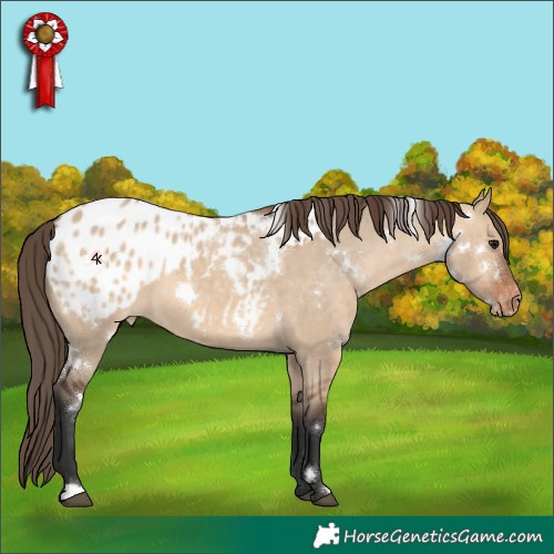 Horse Color:White Spotted Bay Dun Appaloosa