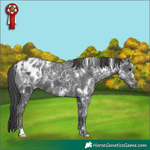 Horse Color:White Spotted Black Ice Appaloosa