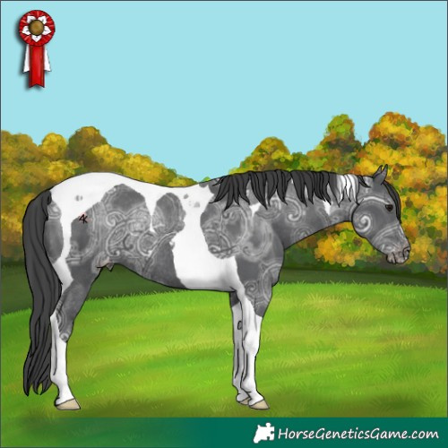 Horse Color:Black Ice Tobiano Appaloosa Rabicano 