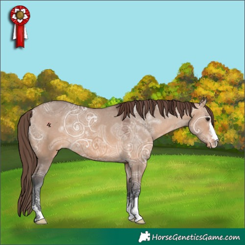 Horse Color:Bay Ice Dun Appaloosa 
