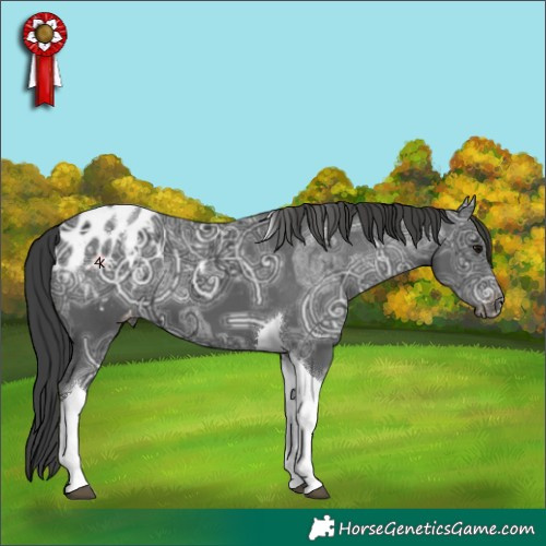 Horse Color:Black Ice Tobiano Appaloosa 
