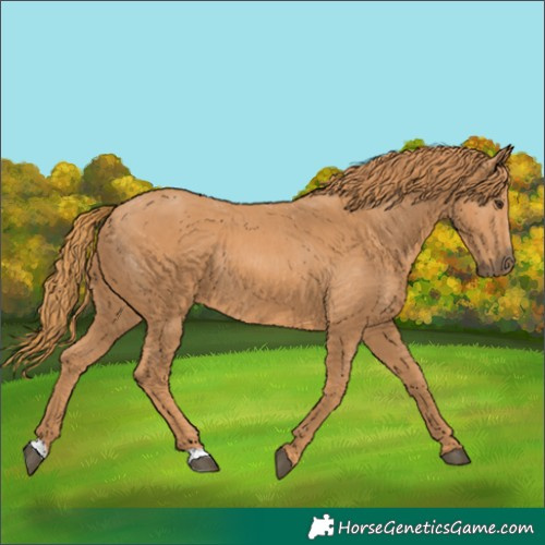 Horse Color:Chestnut Rabicano 