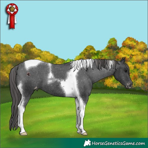 Horse Color:Black Tobiano Appaloosa 
